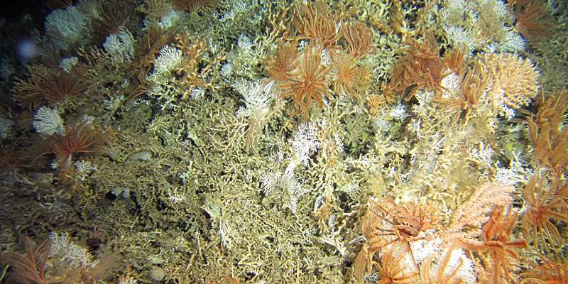 Cold-water coral traps itself on mountains in the deep sea