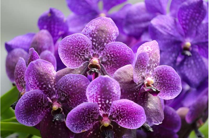 Colombia, which will host the COP16 UN biodiversity summit later this year, has the world's largest number of orchid species, and new varieties are regularly discovered