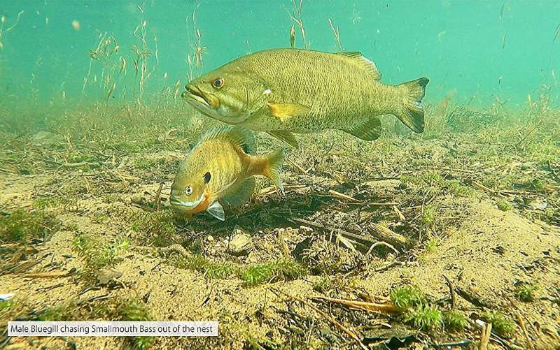 Colony spawning and enhanced brood protection in invasive bluegill facilitates their spread