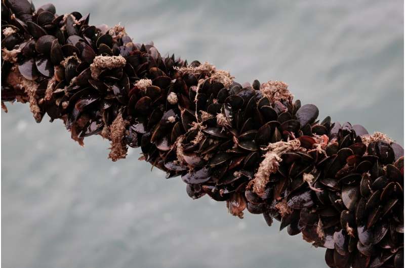 Colruyt says the mussels are 'sustainably' farmed using ropes made from recycled fishing nets