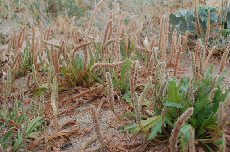 Combined effects of plastic pollution and seawater flooding amplify threats to coastal plant species