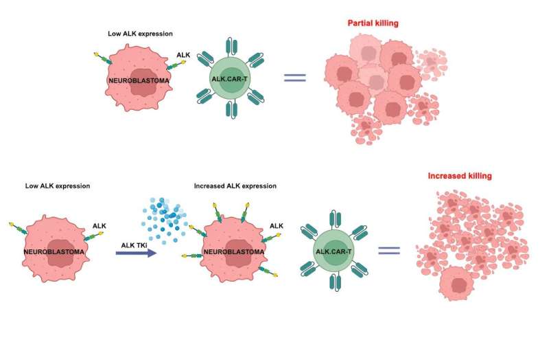 Combinazione di cellule CAR-T e farmaci inibitori per il neuroblastoma ad alto rischio