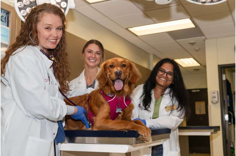 Common heartburn medications may help fight cancer and other immune disorders in dogs, Texas A&M researchers find