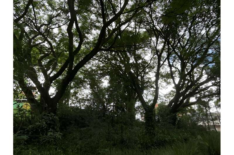 Common tree in São Paulo (Brazil) tolerates extreme drought and can help mitigate adverse effects of climate change