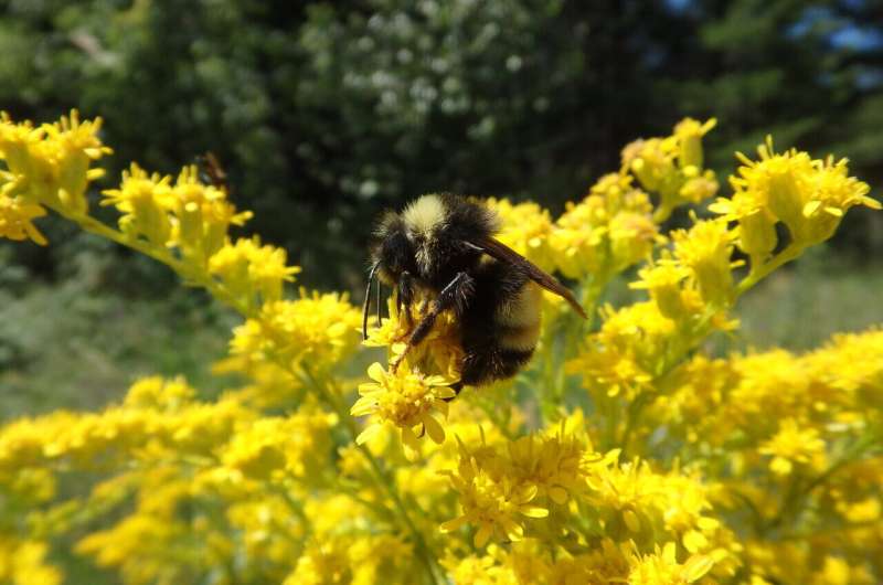 Community science volunteers can set scientific world abuzz with new bumble bee sightings