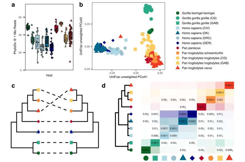 Comparative genome study of humans and great apes reveals development of gut microbiome