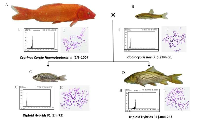 Comparison of diploid and triploid hybrid fish from the same parents