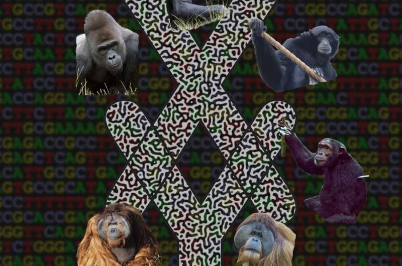 Complete X and Y chromosome sequences of living great ape species determined