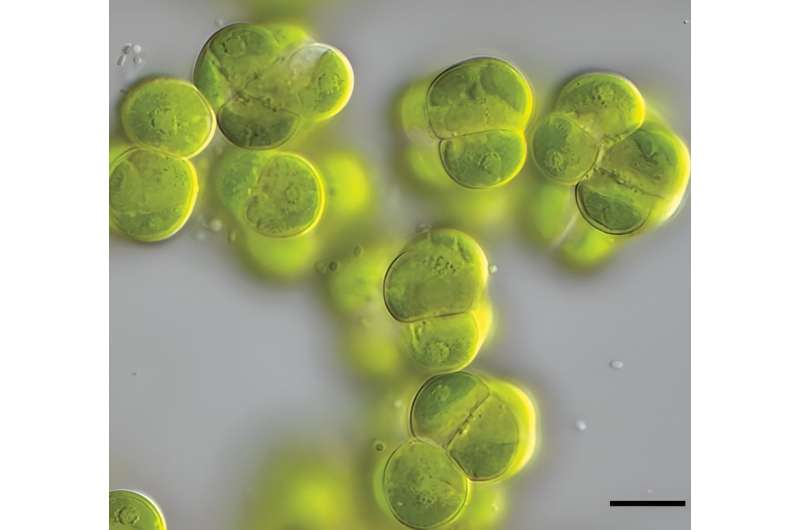 Complex green organisms emerged a billion years ago