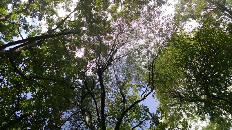 Complex tree canopies found to help forests recover from moderate disturbances