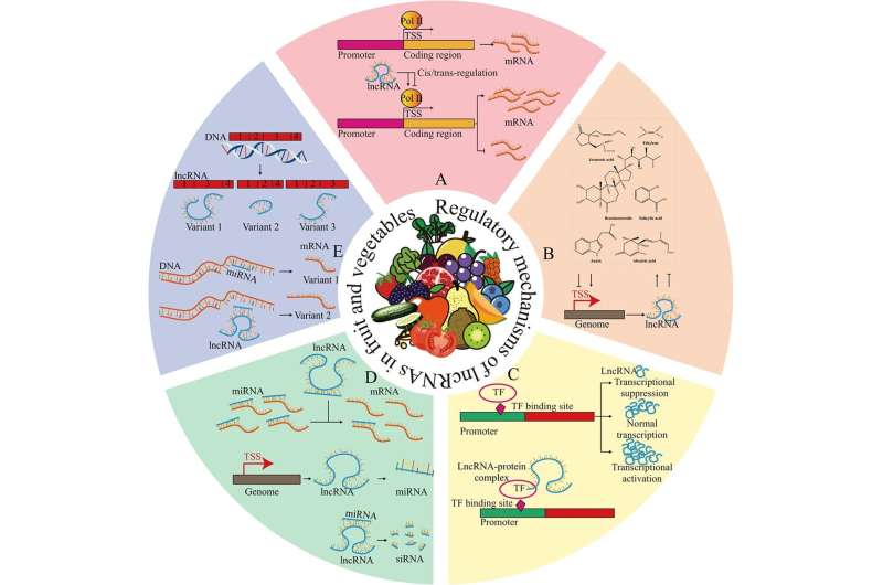 Comprehensive review on the significant roles and regulatory mechanisms of lncRNAs in fruits and vegetables