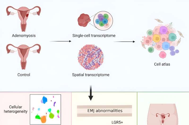 Comprehensive transcriptional atlas of human adenomyosis