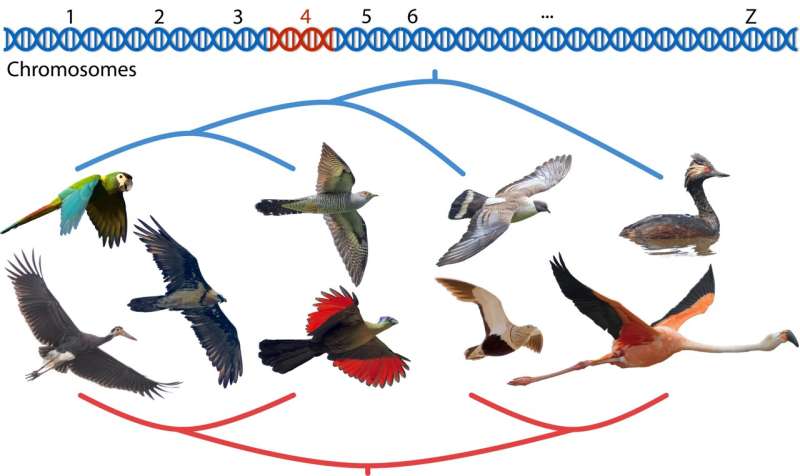 Computational tools fuel reconstruction of new and improved bird family tree