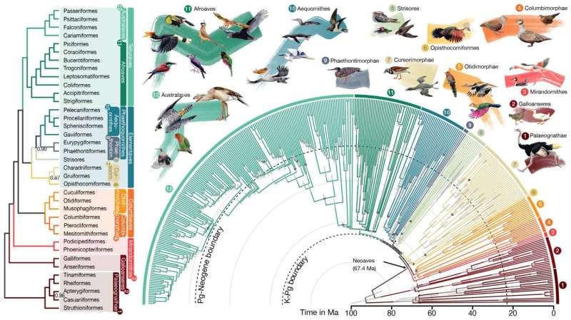Computational tools fuel reconstruction of new and improved bird family tree