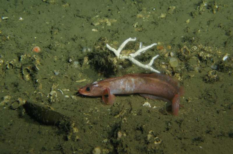 Hidden among deep-sea corals: New fish species discovered in Mauritanian waters at a depth of 595 metres