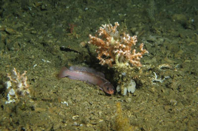 Hidden among deep-sea corals: New fish species discovered in Mauritanian waters at a depth of 595 metres