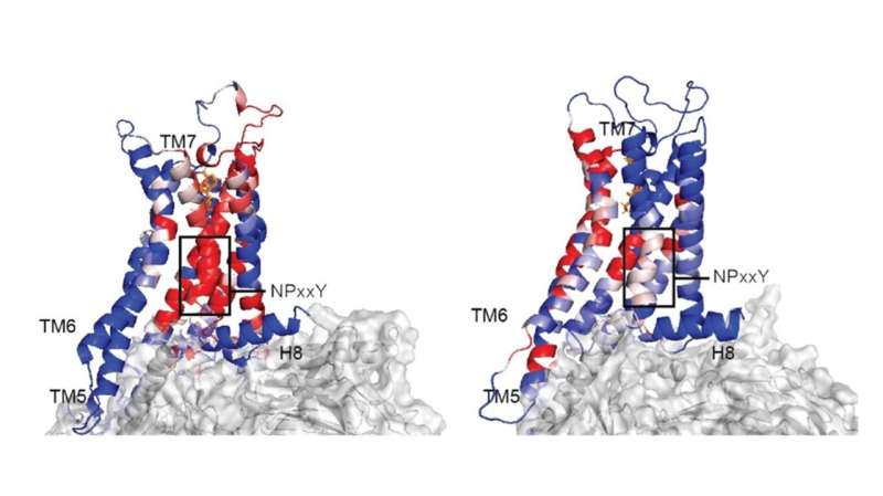 Conformational dynamics and allostery elucidate how GPCR couple to multiple G-proteins, offering mechanistic insights into coupling-promiscuity and novel drug discovery strategies