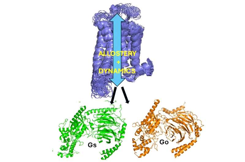 Conformational dynamics and allostery elucidate how GPCR couple to multiple G-proteins, offering mechanistic insights into coupling-promiscuity and novel drug discovery strategies