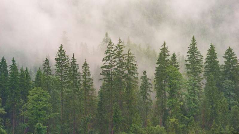 conifer trees