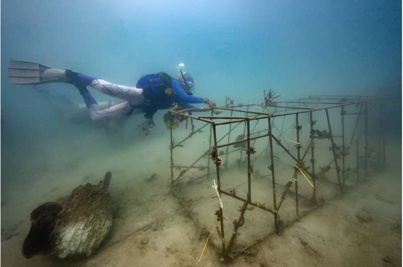 Conservation divers inspect an artificial structure for coral planting around Koh Tao island in Thailand