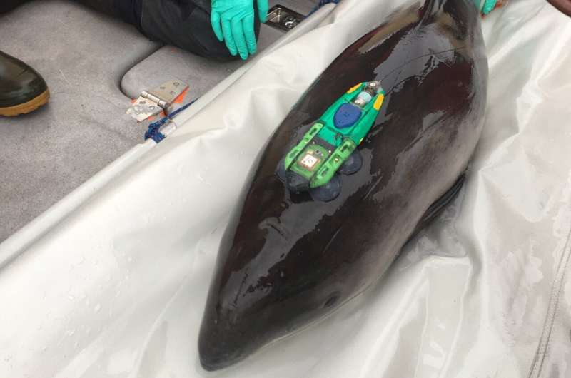 Constantly on the hunt for food: Harbor porpoises more vulnerable than previously thought to the disturbances from humans