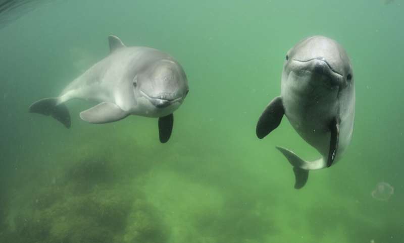 Constantly on the hunt for food: Harbor porpoises more vulnerable than previously thought to the disturbances from humans