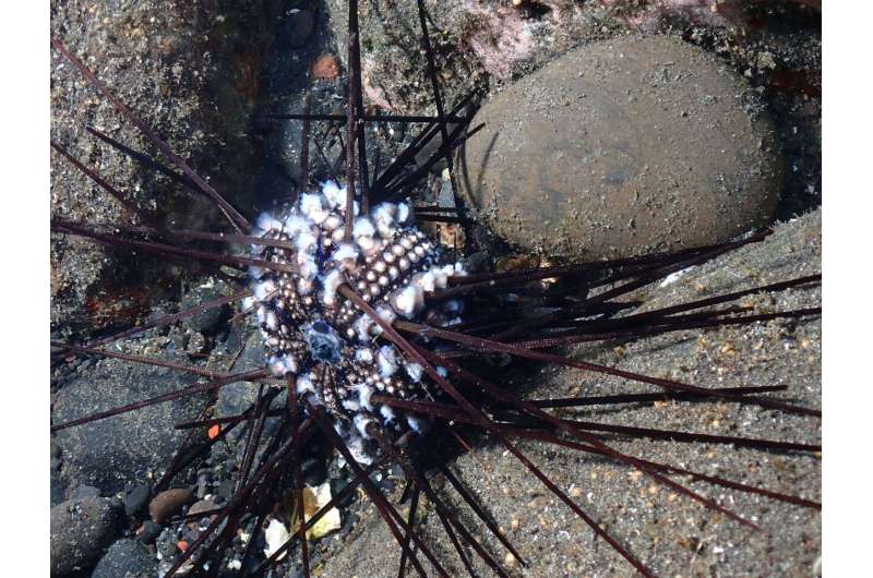 Continuing study: Tel Aviv University researchers identify the pathogen causing sea urchin mass mortalities in the Red Sea; The epidemic has spread to the Indian Ocean possess an eminent threat to coral reefs
