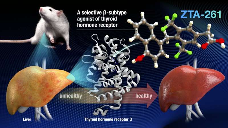 Controlling lipid levels with less side effects possible with new drug