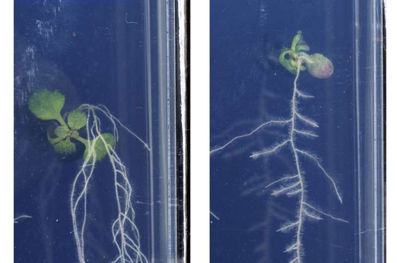 Controlling root growth direction could help save crops and mitigate climate change