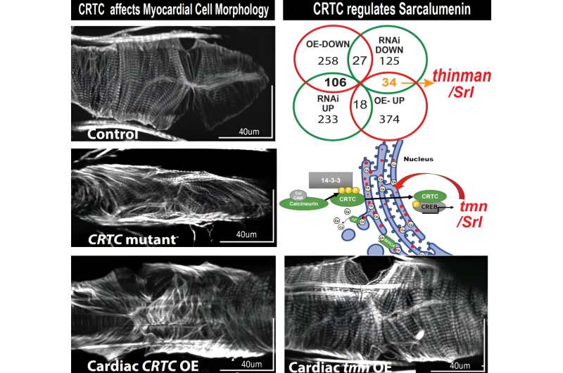 Controlling thickness in fruit fly hearts reveals new pathway for heart disease