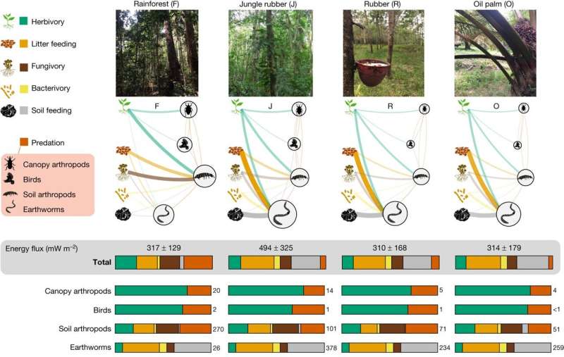 Converting rainforest to plantation impacts food webs and biodiversity, study finds
