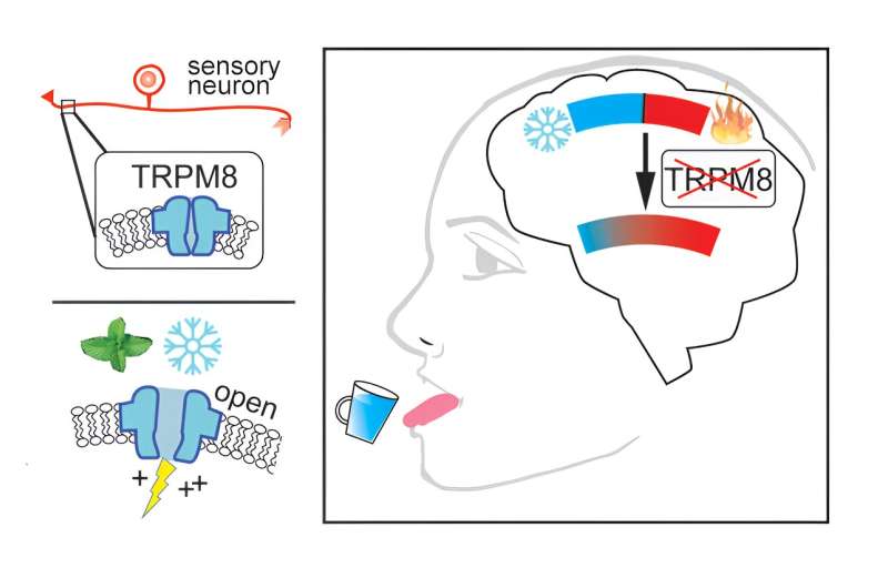 Cool insights: research explores how brains perceive temperature