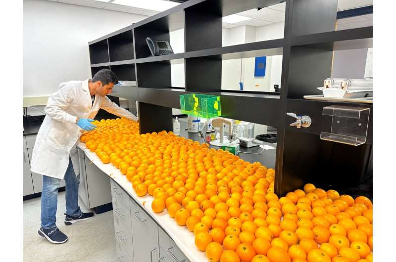 Cooling 'blood oranges' could make them even healthier – a bonus for consumers