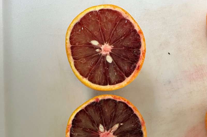 Cooling 'blood oranges' could make them even healthier – a bonus for consumers