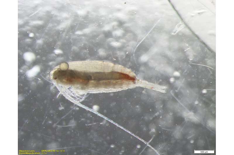 Copepods—tiny creatures that can help reduce the need for soya imports
