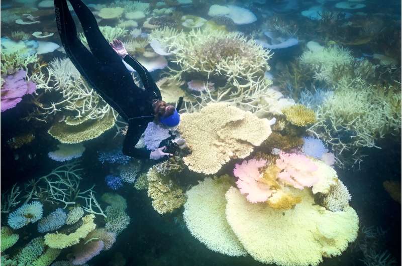 Coral around the world is in the grip of a bleaching event
