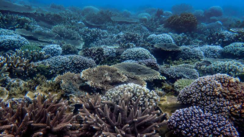 Coral bleaching impedes reproduction, hinders recovery