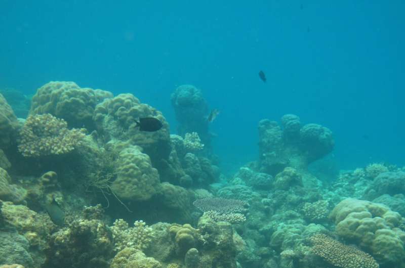 Coral reef microbes point to new way to assess ecosystem health