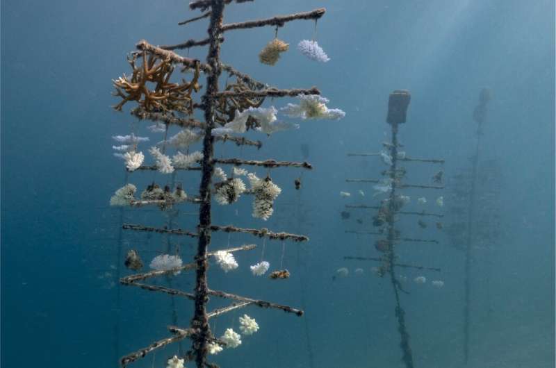 Coral restoration and adaptation benefits challenged