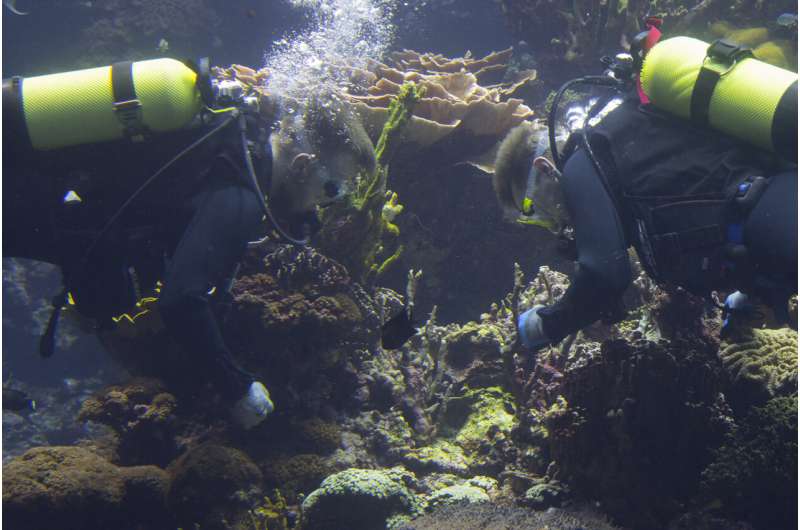 Corals bred in a zoo have joined Europe's largest reef. This is offering scientists hope