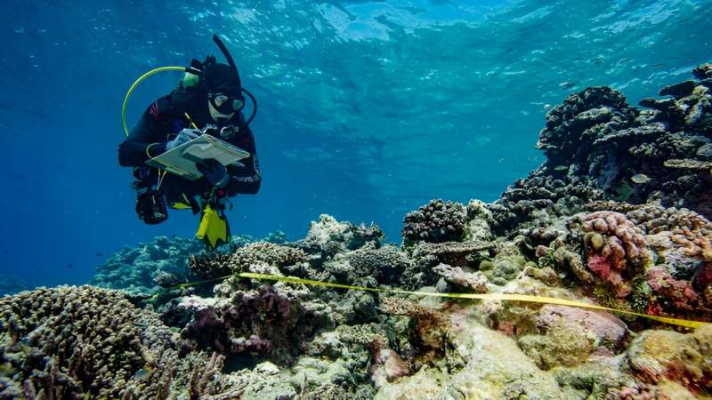 Corals can bounce back after heatwaves