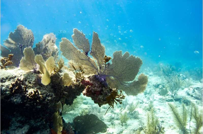 Corals in Key West, Florida in 2023 -- the world is in the middle of a major coral bleaching incident