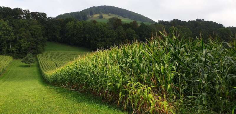 Corn reduces arsenic toxicity in soil