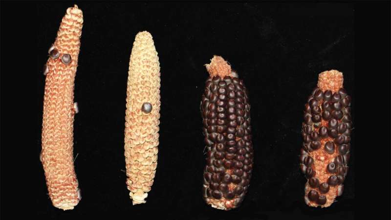 Corn's 'missing link'