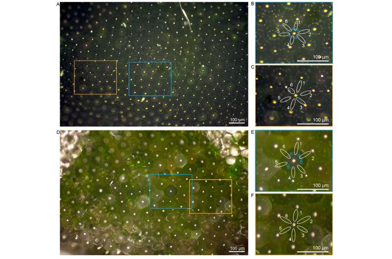 Could a plant guide the design of next-generation solar panels?