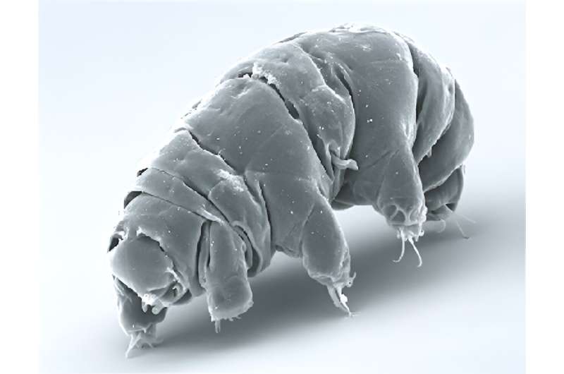 Could tardigrades have colonized the moon?