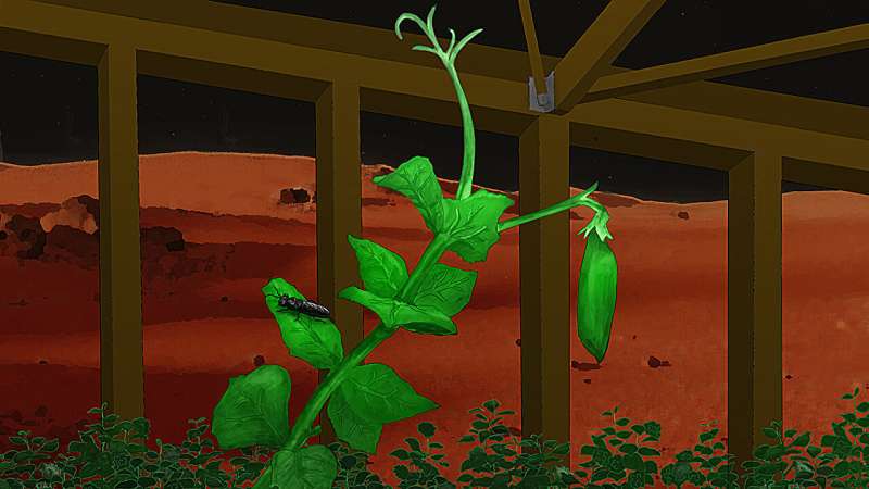Could the red planet's future be green?