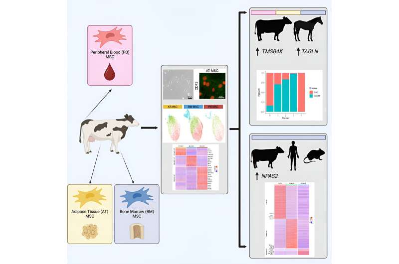 Cow has potential as therapeutic research model