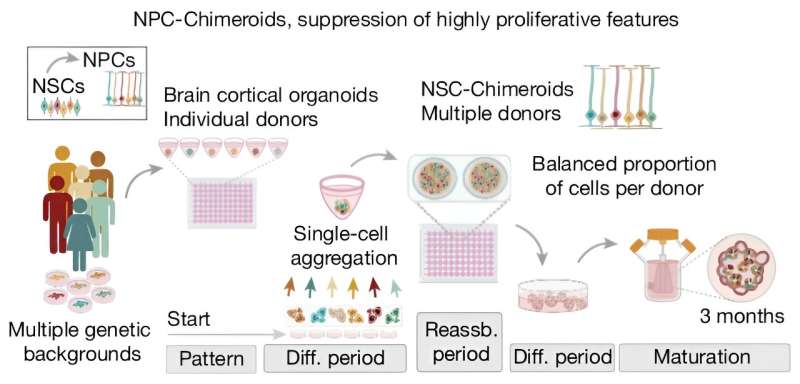Creating chimeroids by mixing stem cells from different donors to create multiple cell line organoids