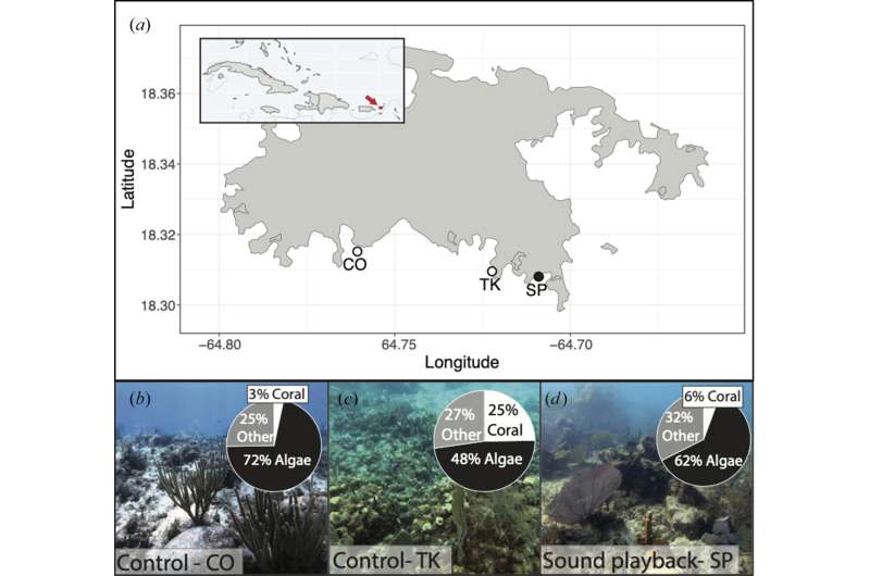 Creating soundscapes increases coral larval settlement